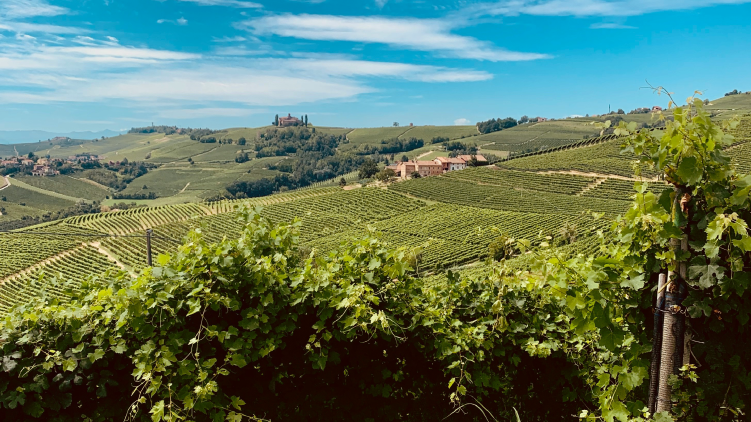 TWO EXCEPTIONAL VALUE WINES FROM PIEDMONT
