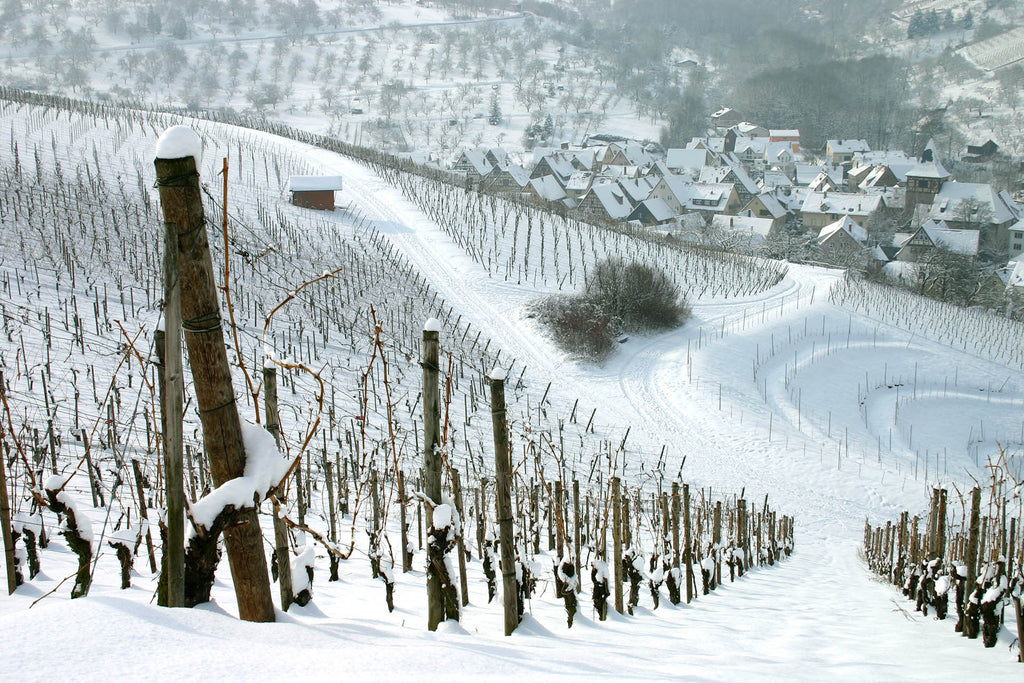 November 2022 - New Wines for Winter & Christmas holidays