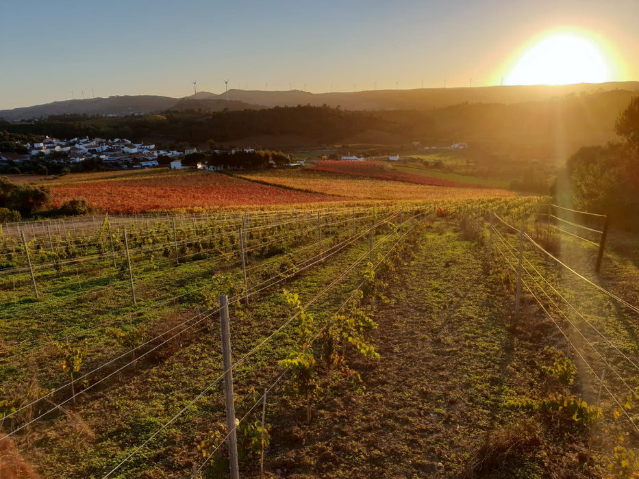 Quinta da Boa Esperança Sauvignon Blanc 2019